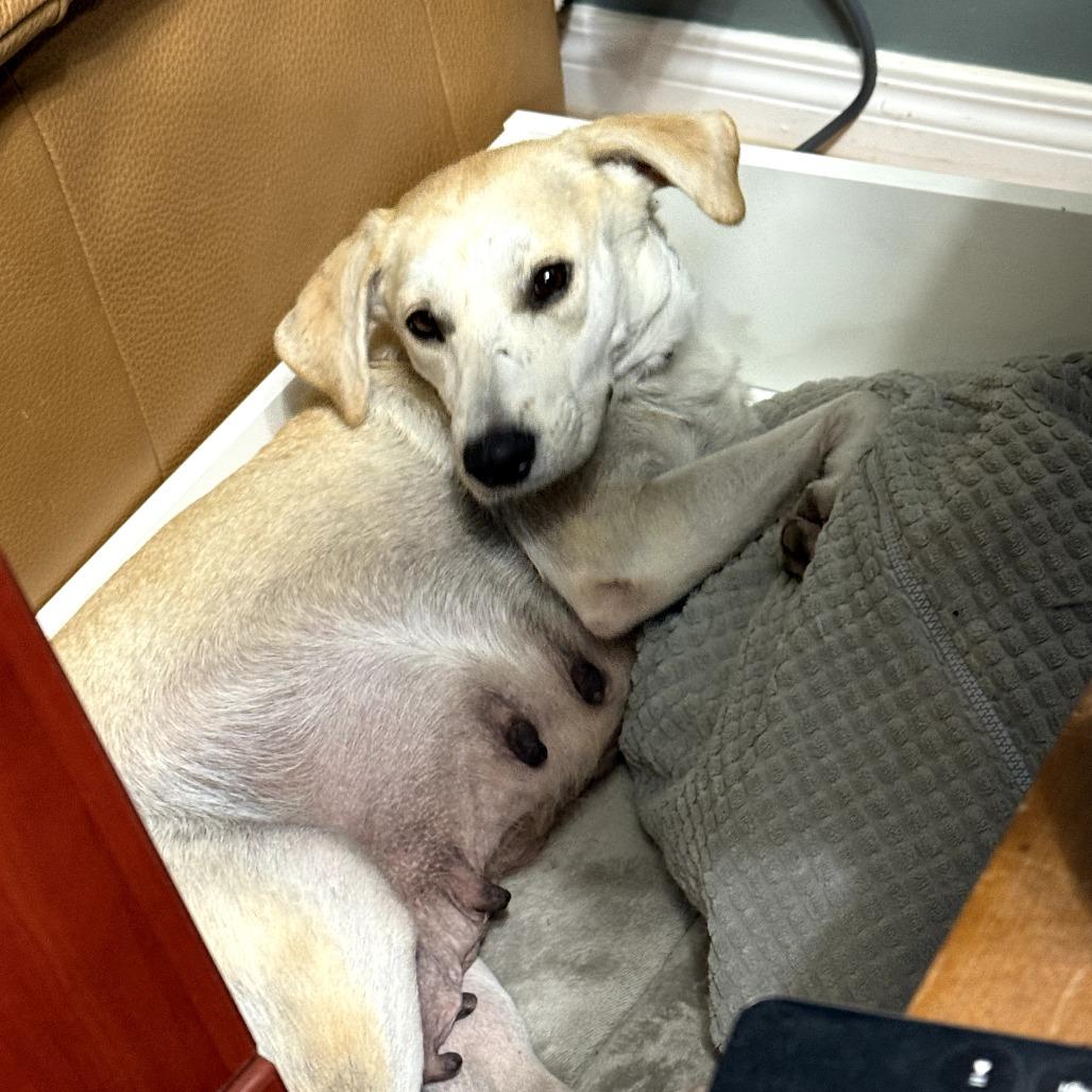 Enlarge Momma Sophie, a Adoptable Mixed Breed in Calgary, AB image 6/6