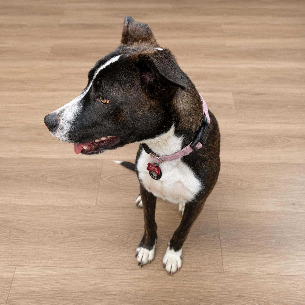 Coco, a ADOPTABLE Mixed Breed in Hillsborough, NJ image 5/6