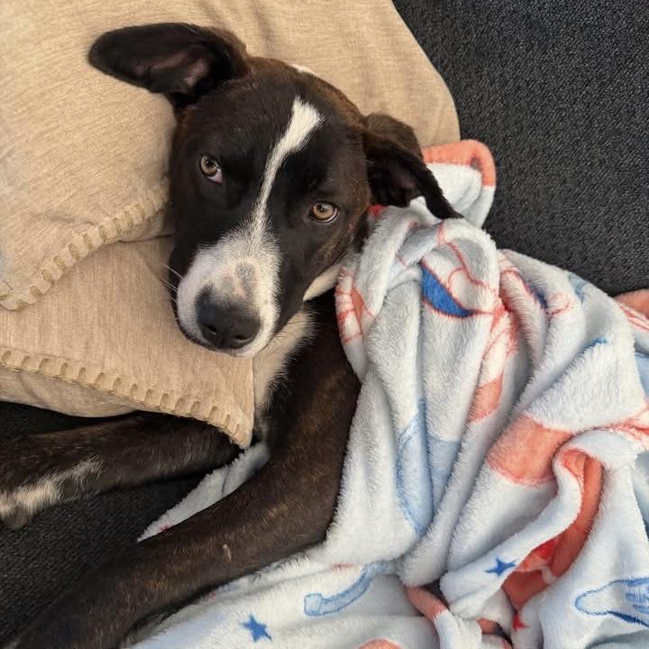 Coco, a ADOPTABLE Mixed Breed in Hillsborough, NJ image 2/6