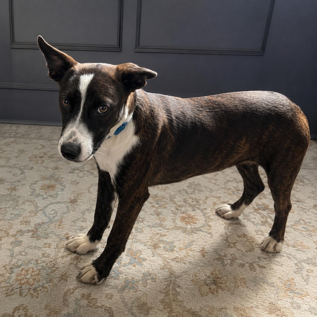 Coco, a ADOPTABLE Mixed Breed in Hillsborough, NJ image 3/6