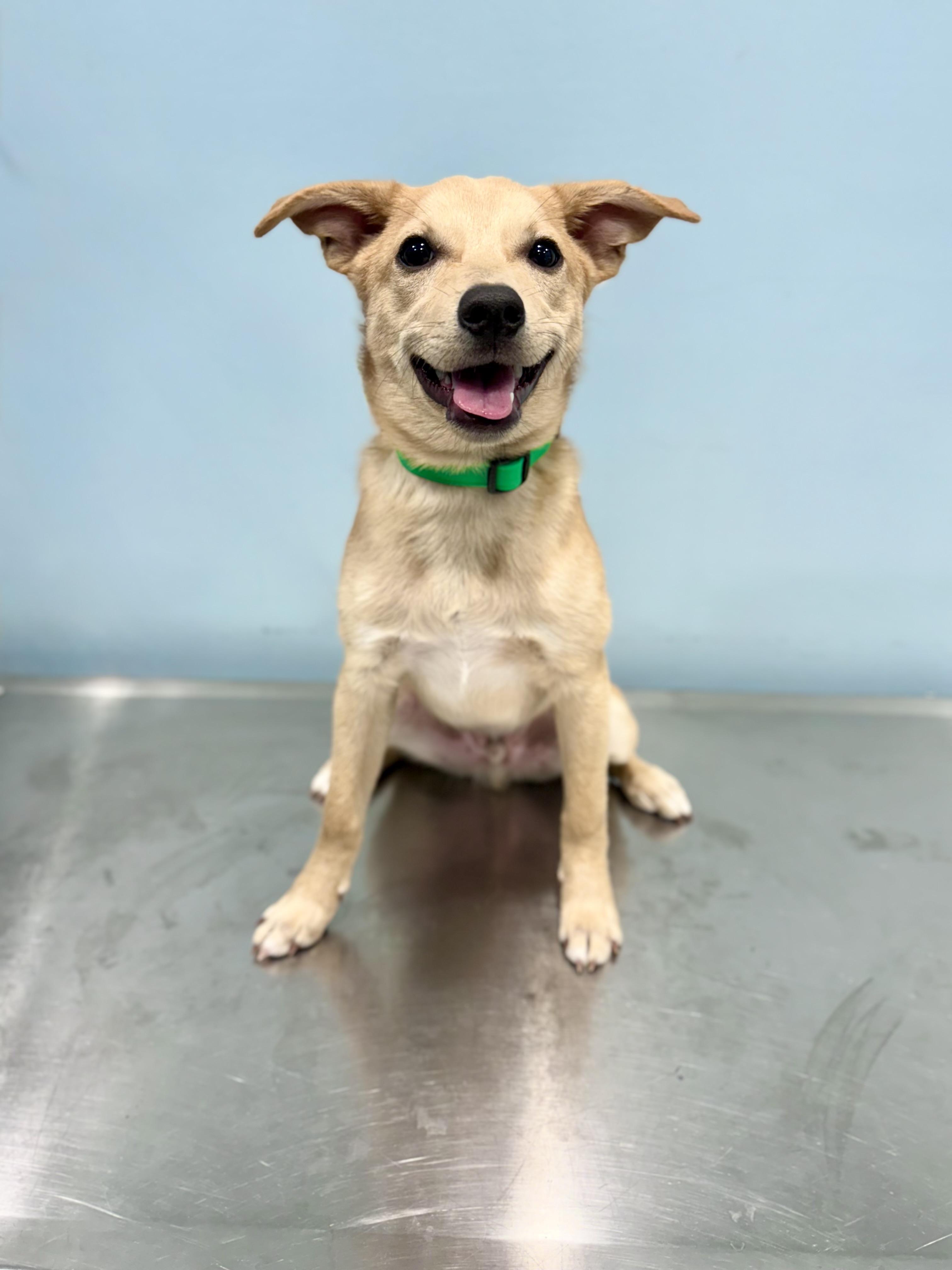 Shamrock, adoptable, Puppy Male Mixed Breed.