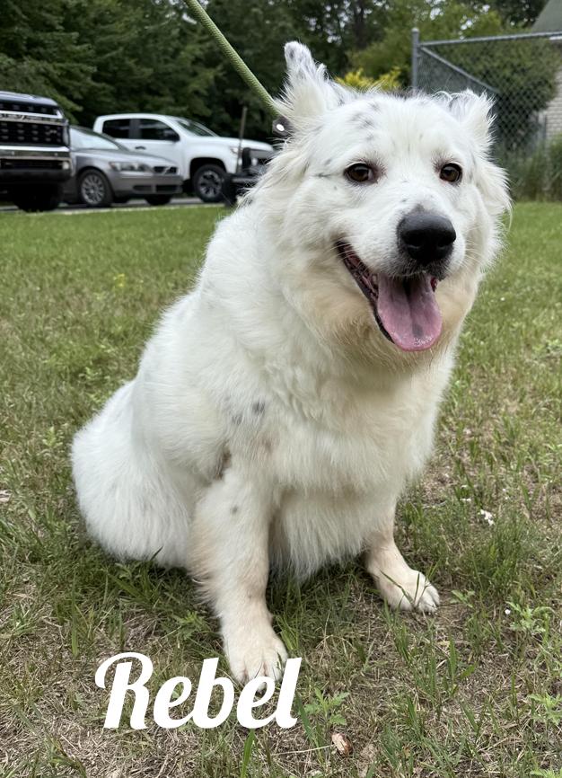 Rebel, adopted, Young Female Great Pyrenees & English Setter.