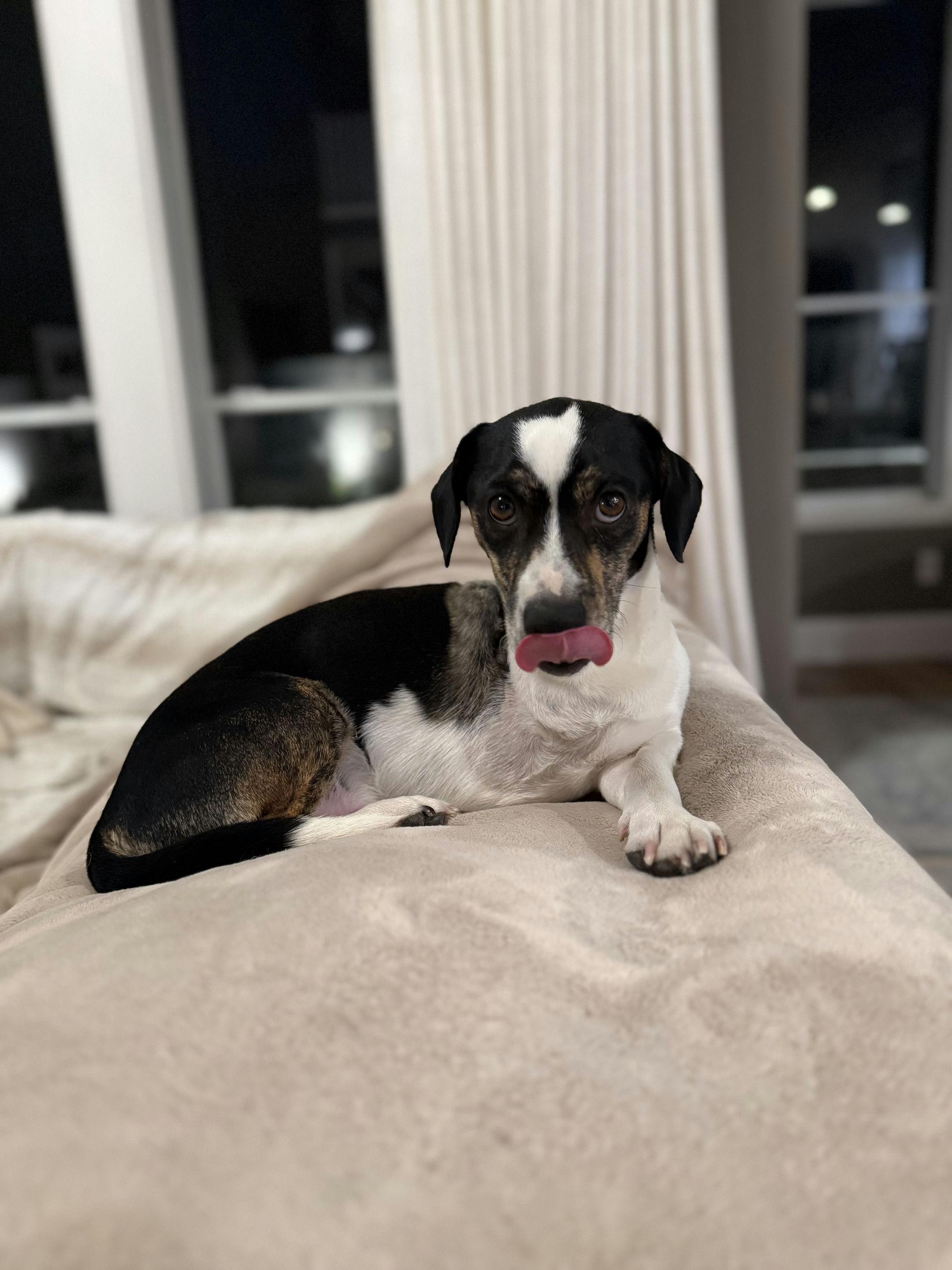 Timothy, an adopted mixed breed in Houston, TX image 3/6