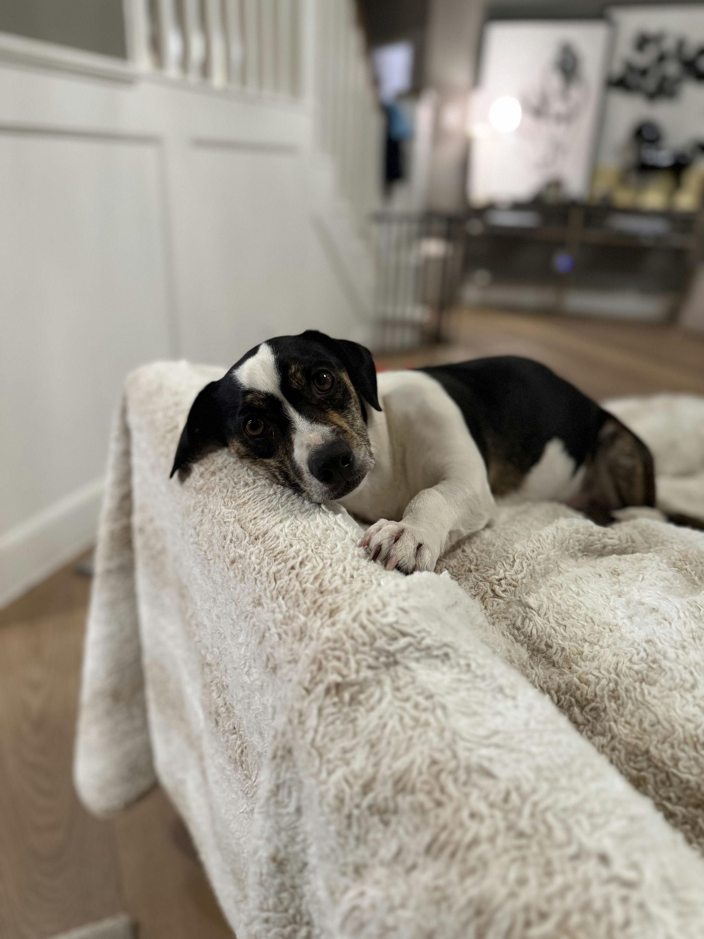 Timothy, an adopted mixed breed in Houston, TX image 2/6