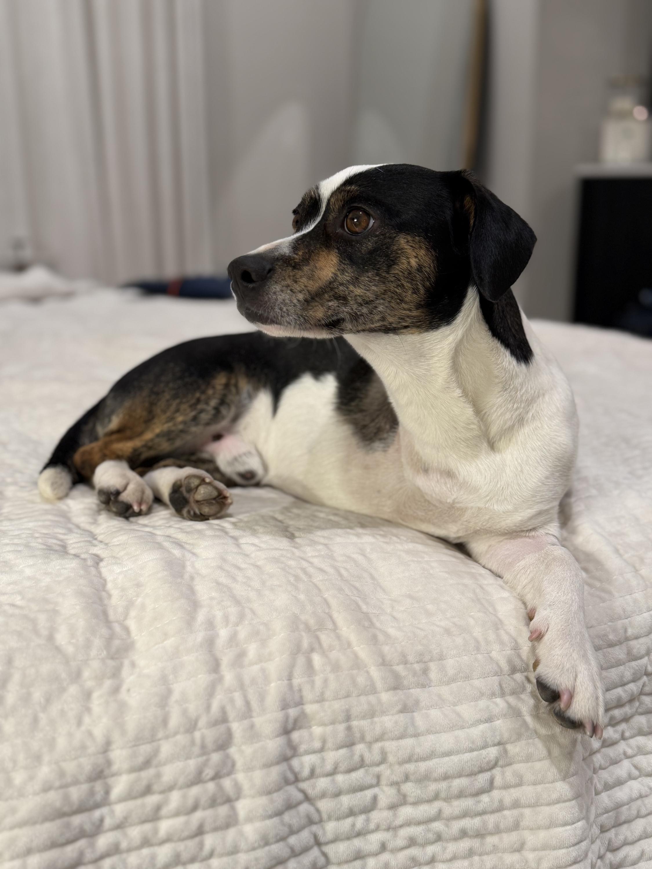 Timothy, an adopted mixed breed in Houston, TX image 6/6
