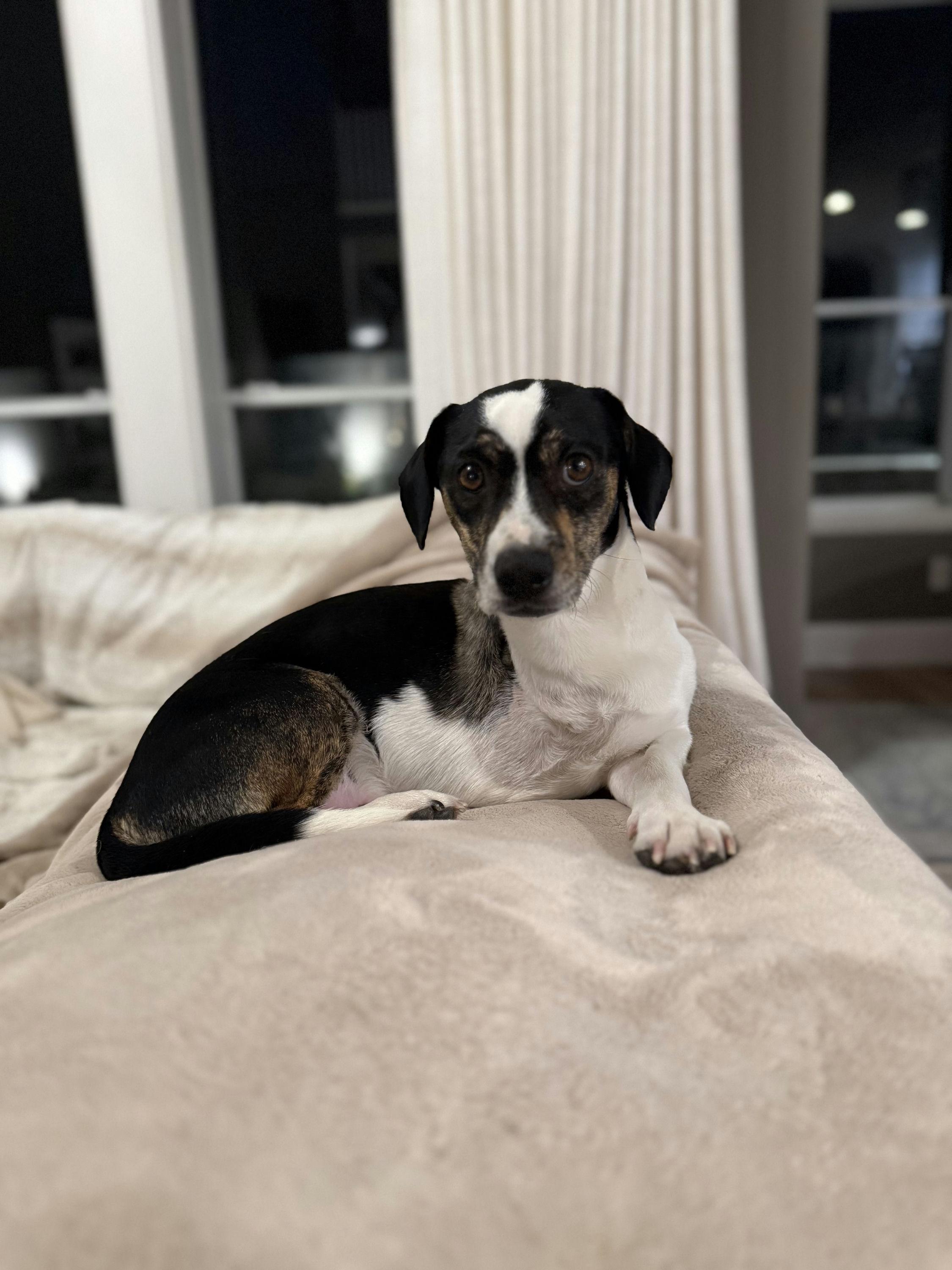 Timothy, an adopted mixed breed in Houston, TX image 1/6