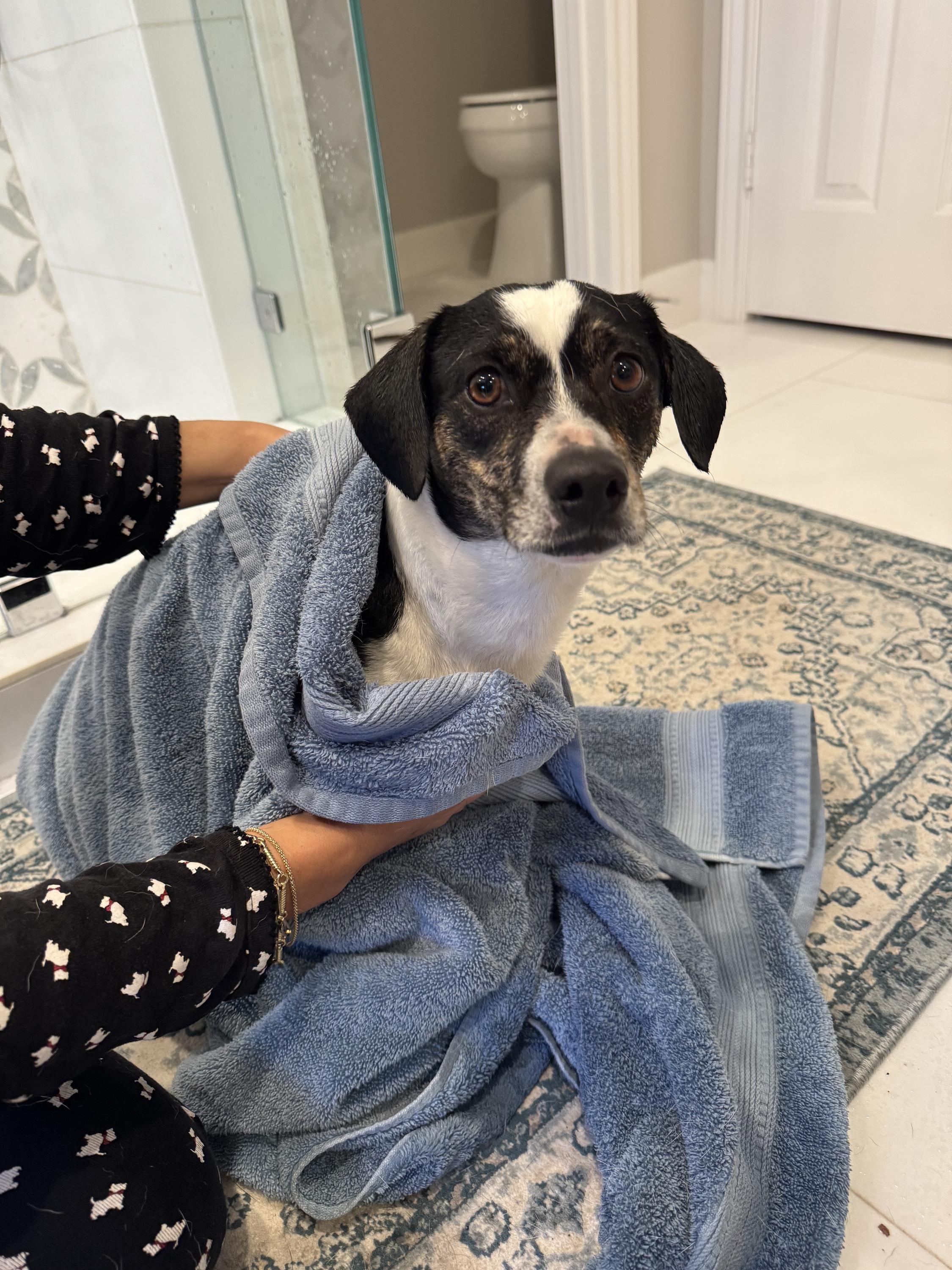 Timothy, an adopted mixed breed in Houston, TX image 5/6
