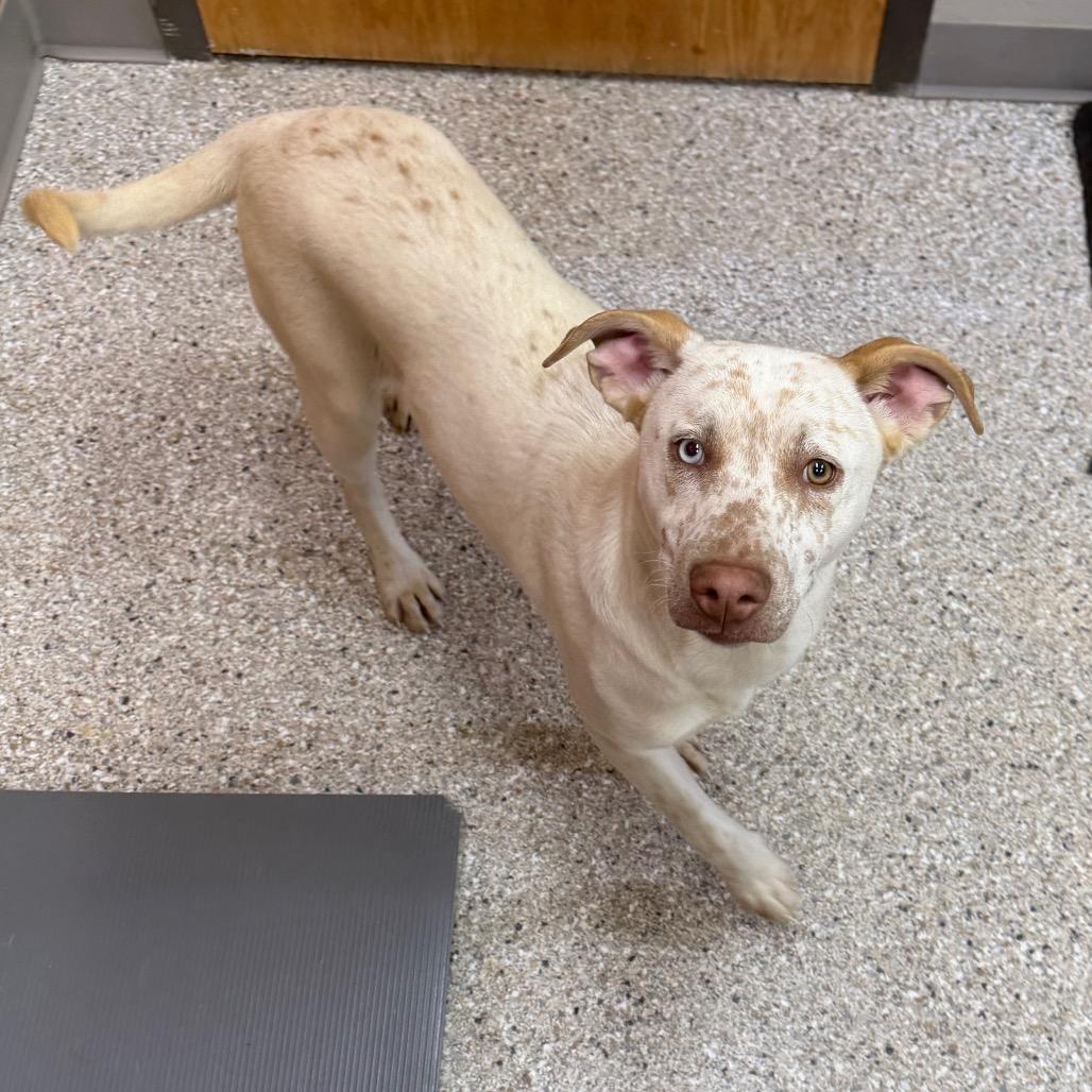 Enlarge Mystic, a Adoptable Cattle Dog in Detroit Lakes, MN image 1/2