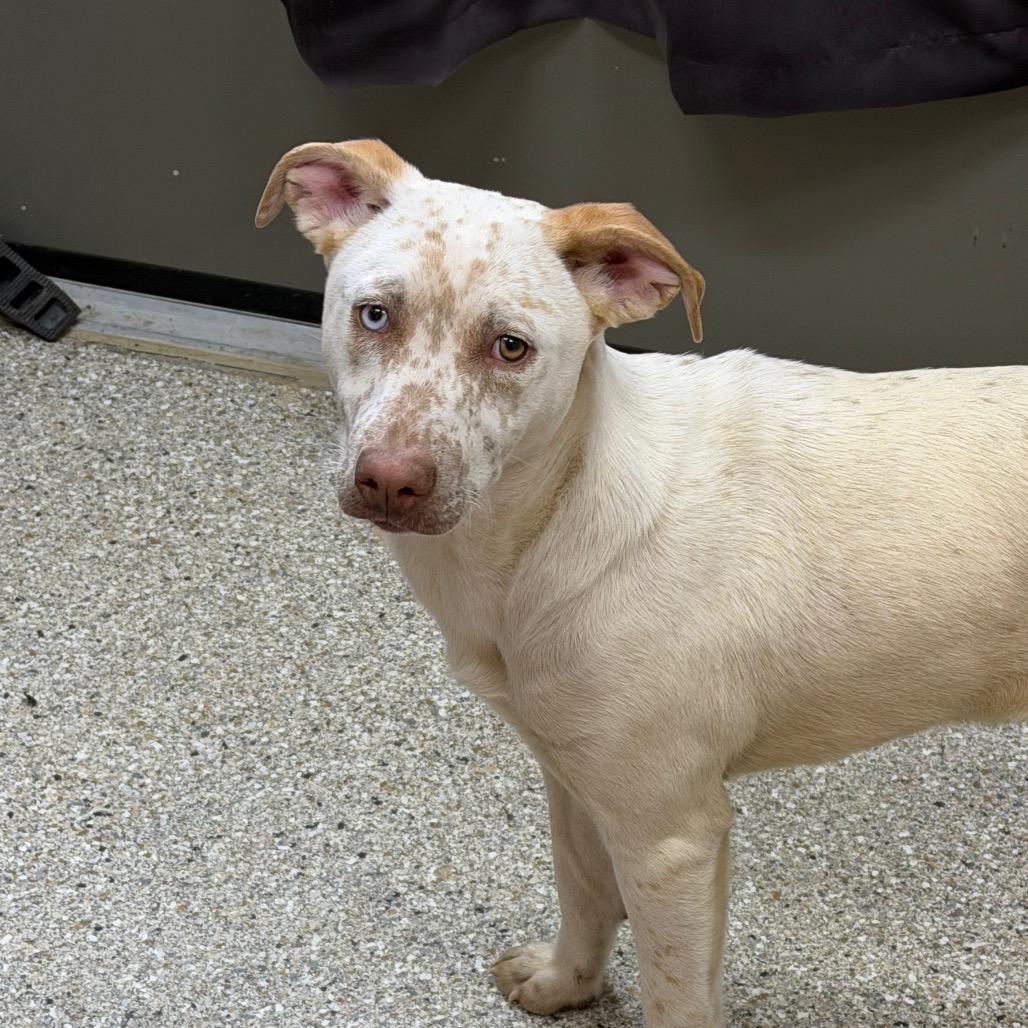 Enlarge Mystic, a Adoptable Cattle Dog in Detroit Lakes, MN image 2/2