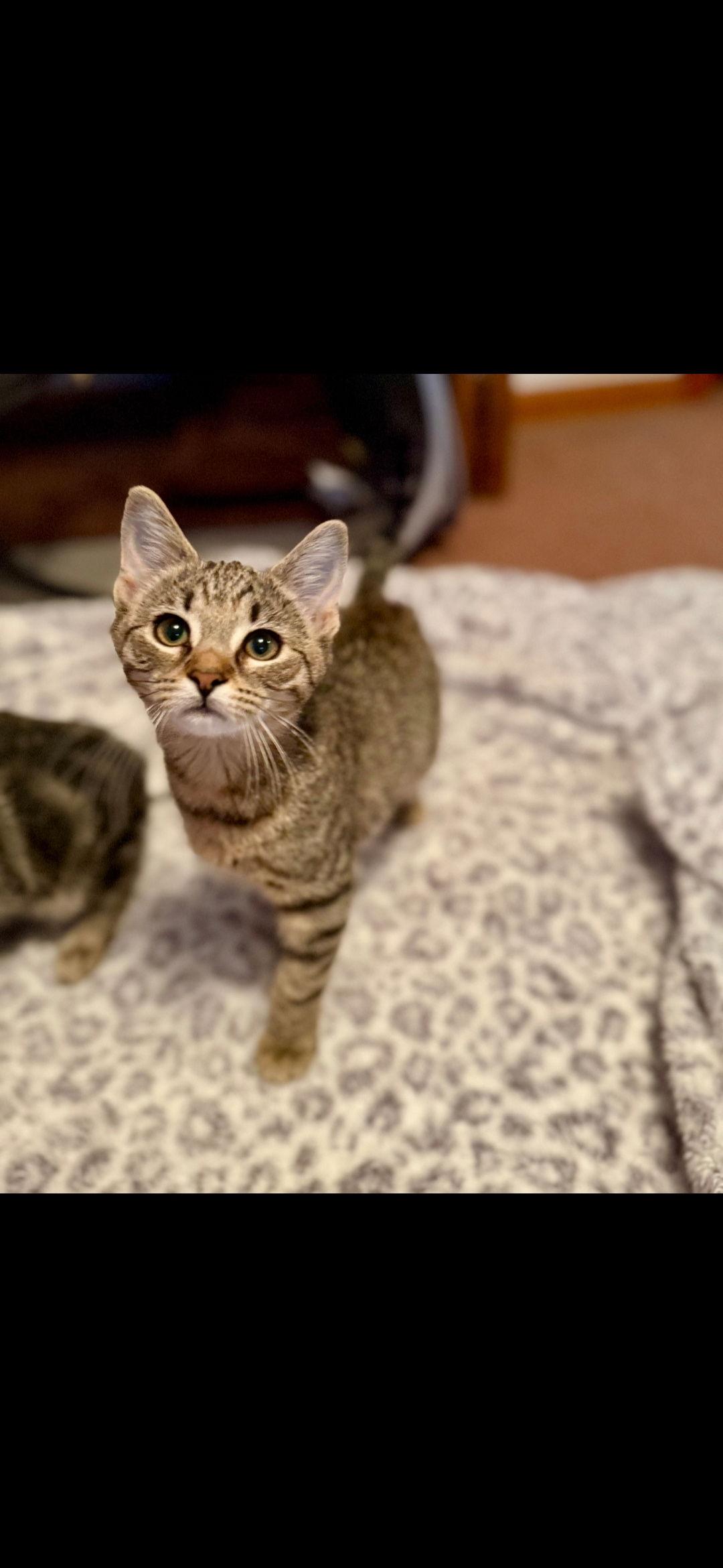 Stevie, Adoptable, Kitten Female Domestic Short Hair.