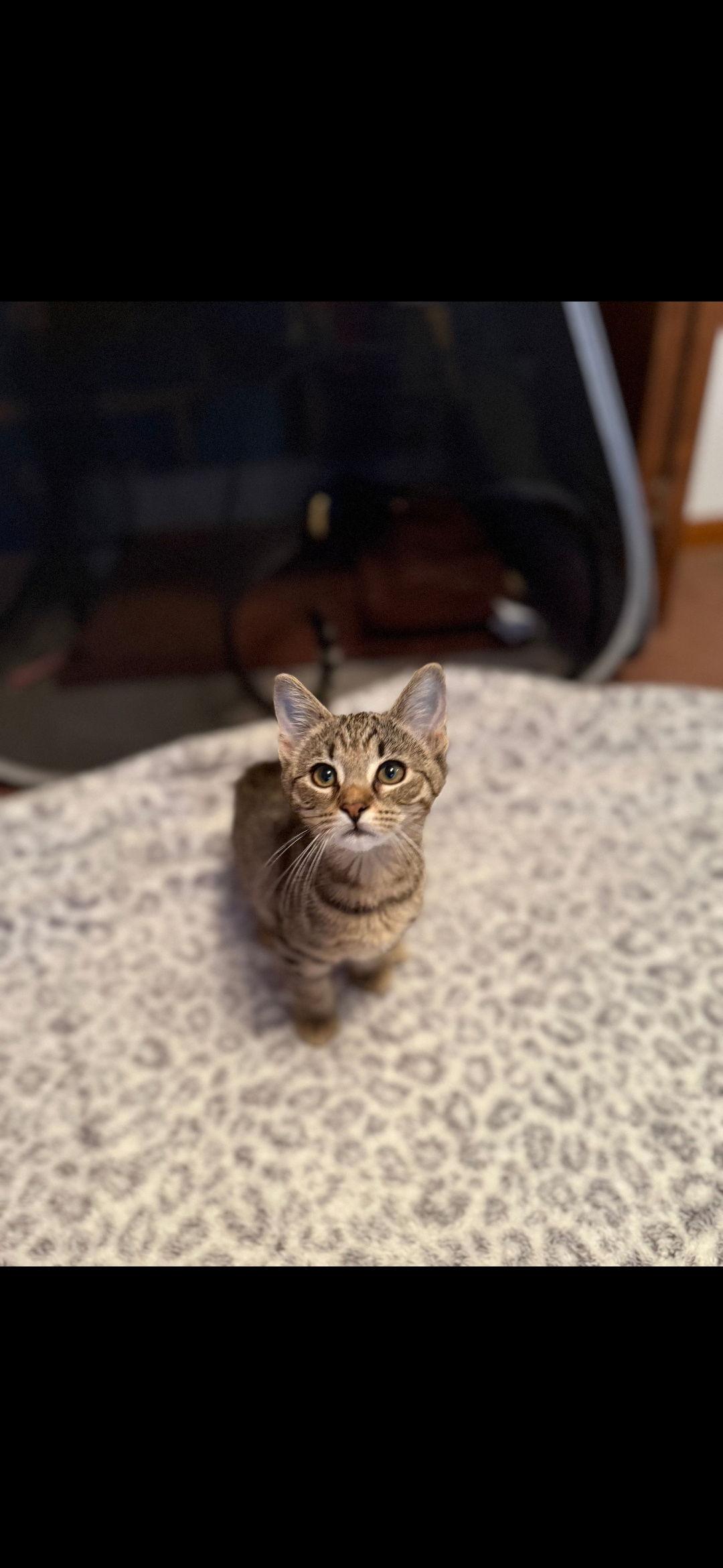 Stevie, a Adoptable Domestic Short Hair in Harrisburg, PA image 2/2