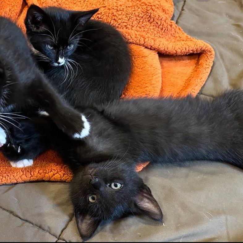 Billings, Adoptable, Kitten Male Domestic Short Hair.