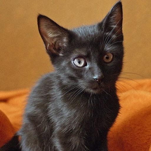 Enlarge Billings, a Adoptable Domestic Short Hair in Fayetteville, GA image 2/2