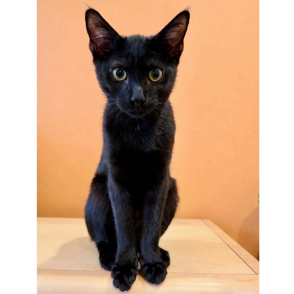 Enlarge Billings, a Adoptable Domestic Short Hair in Fayetteville, GA image 3/3