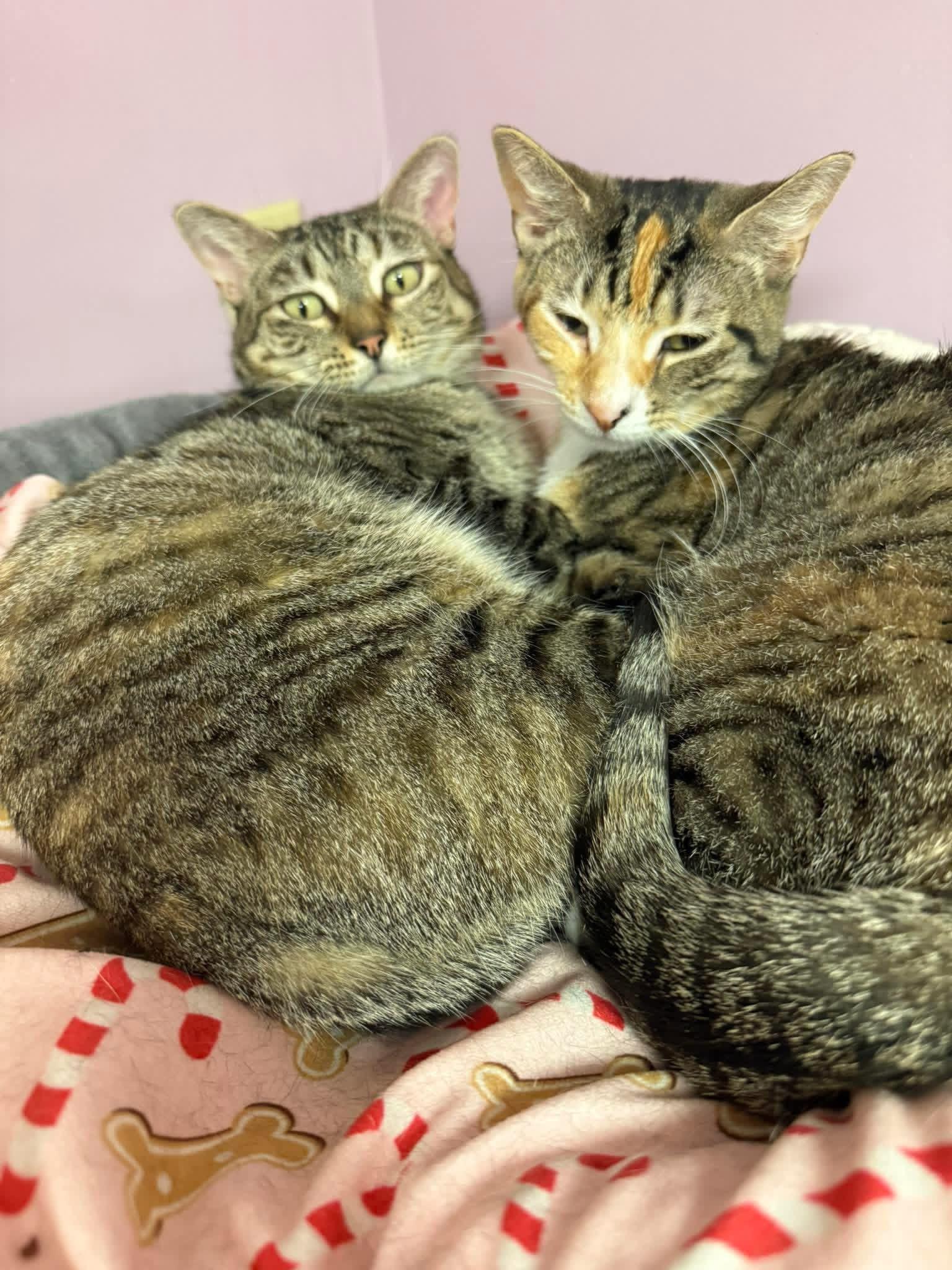 Princess and Lady, ADOPTABLE, Adult Female Domestic Short Hair.