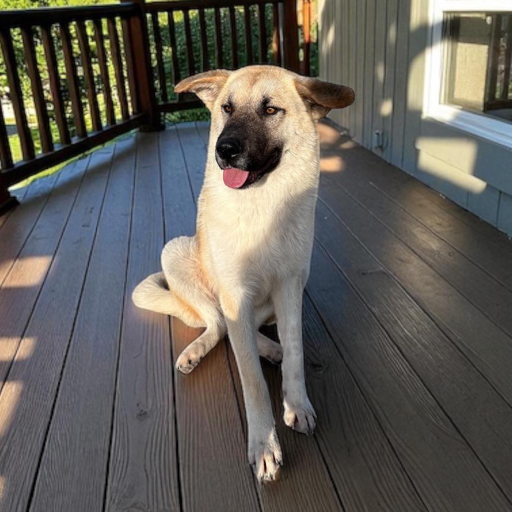 Oliver, Adoptable, Adult Male Great Pyrenees & German Shepherd Dog.