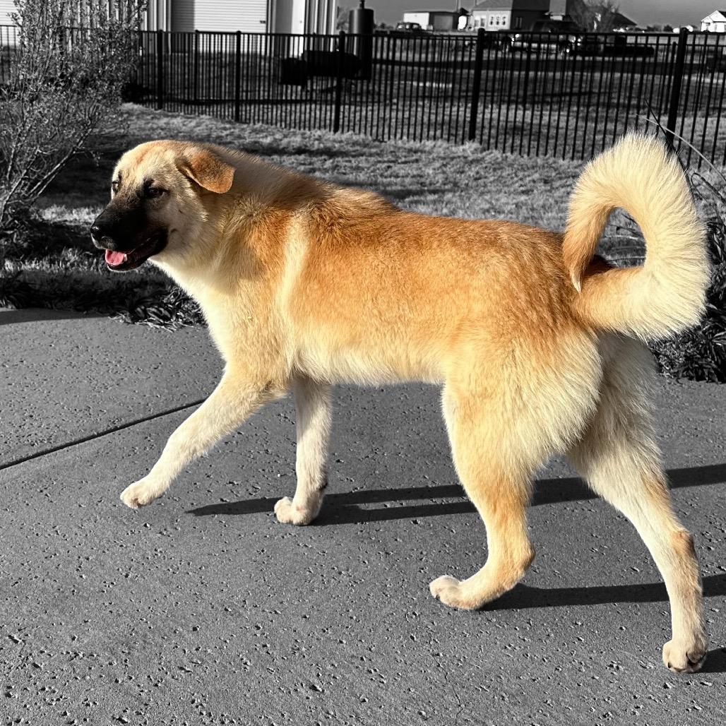 Enlarge Oliver, a Adoptable mixed breed in Ennis, TX image 2/3