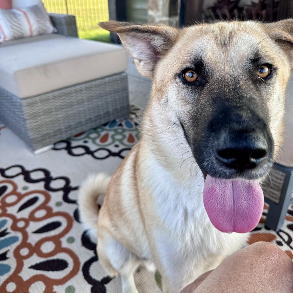 Oliver, Adoptable, Adult Male Great Pyrenees & German Shepherd Dog.