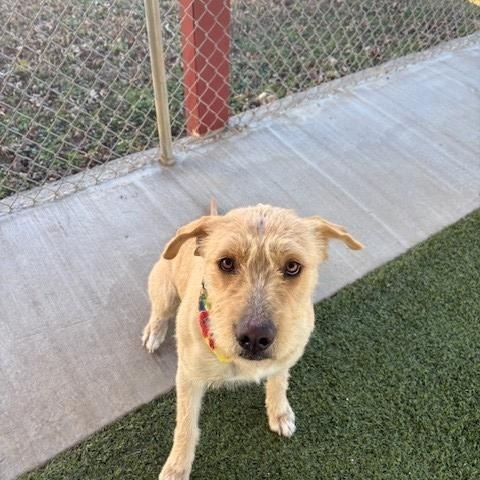 Enlarge Laurel , a ADOPTABLE mixed breed in Fayetteville, AR image 3/6