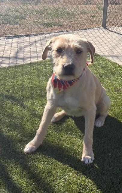 Enlarge Laurel , a ADOPTABLE mixed breed in Fayetteville, AR image 5/6