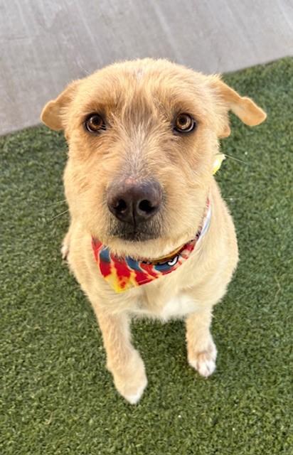 Laurel , ADOPTABLE, Adult Female Airedale Terrier & Pit Bull Terrier.