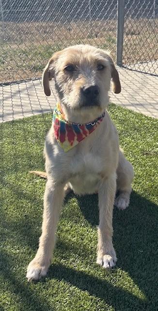 Enlarge Laurel , a ADOPTABLE mixed breed in Fayetteville, AR image 4/6