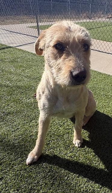 Enlarge Laurel , a ADOPTABLE mixed breed in Fayetteville, AR image 2/6