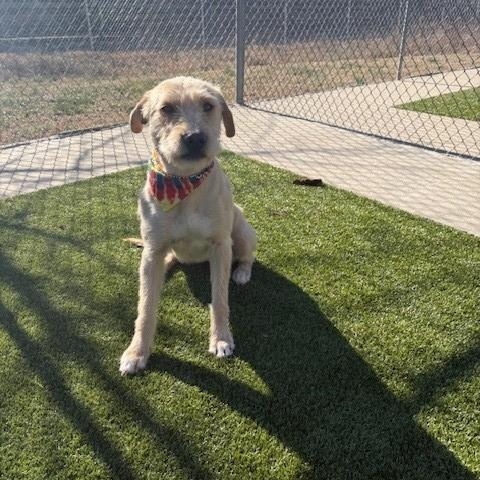 Enlarge Laurel , a ADOPTABLE mixed breed in Fayetteville, AR image 6/6