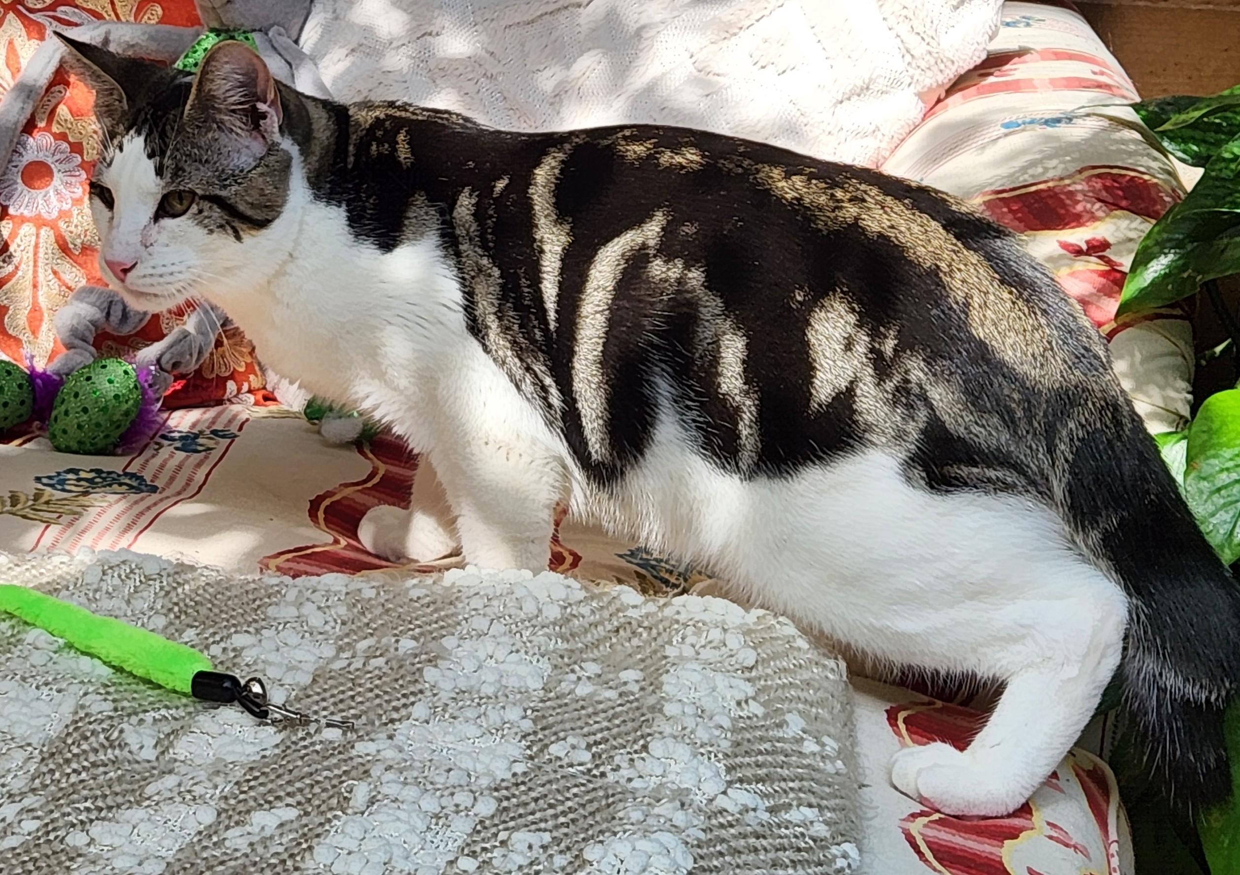 Enlarge Remy, a Adoptable mixed breed in Bow, WA image 4/6