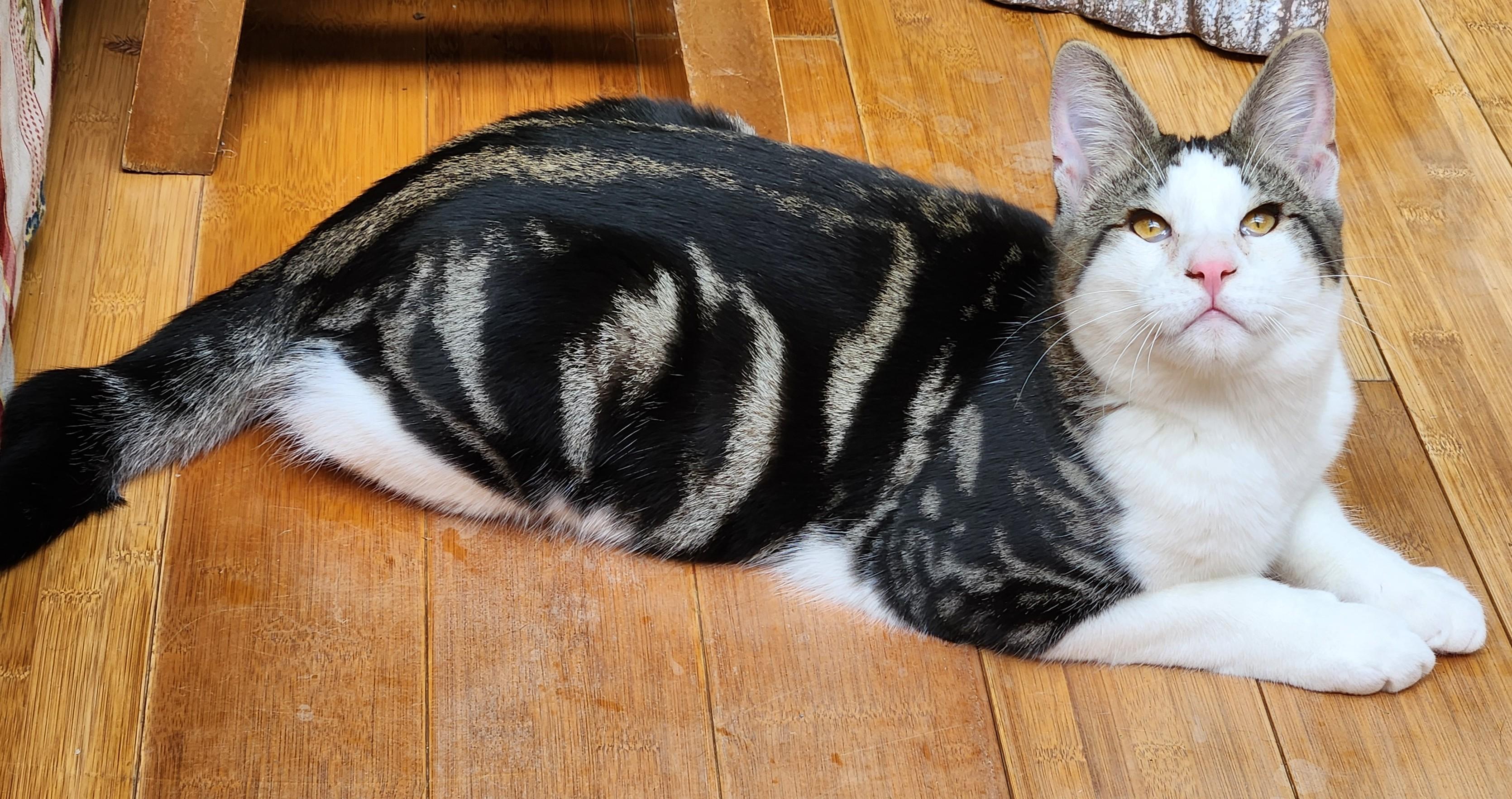 Enlarge Remy, a Adoptable mixed breed in Bow, WA image 2/6