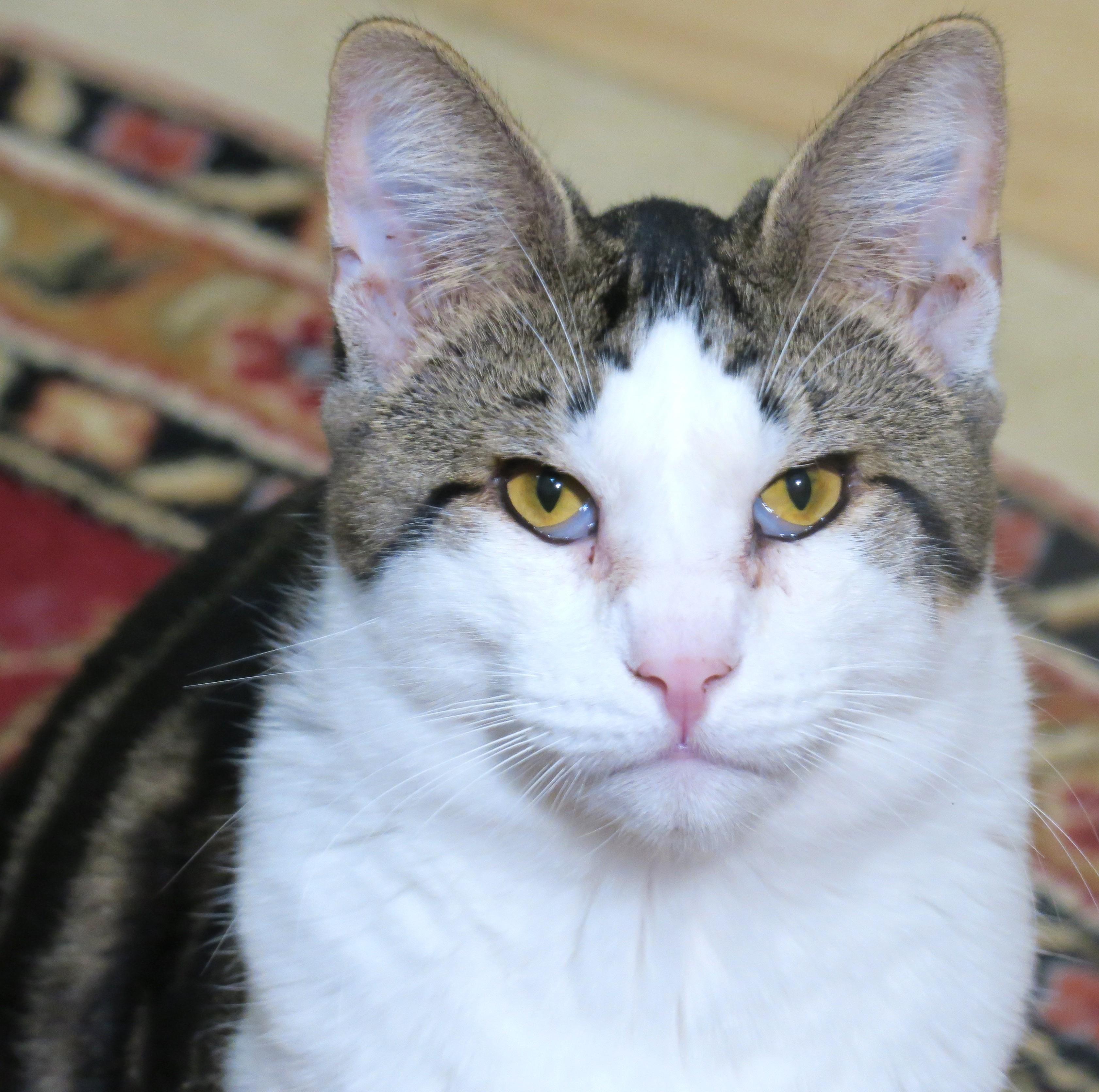 Remy, Adoptable, Young Male American Shorthair & Siamese.