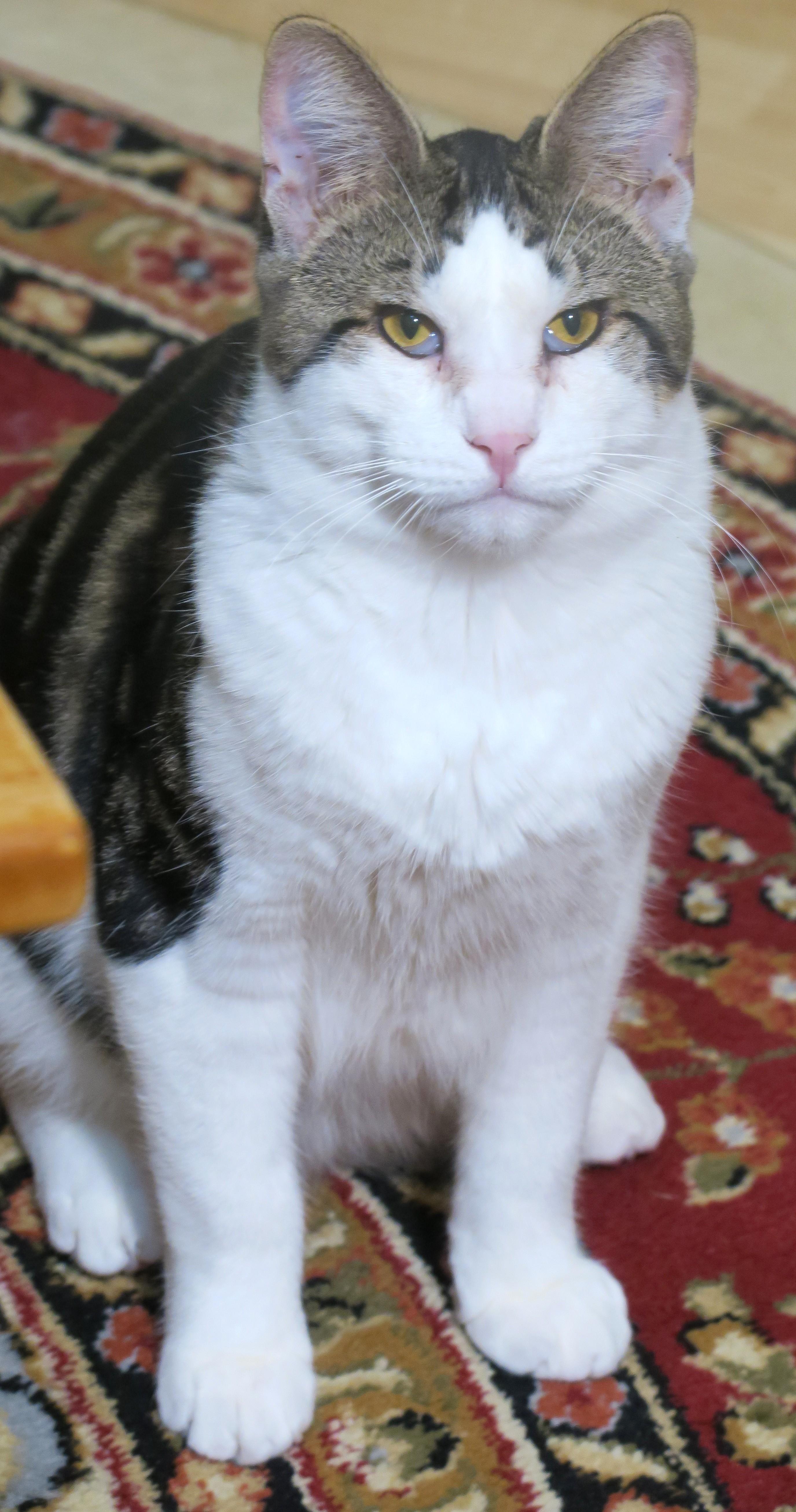 Enlarge Remy, a Adoptable mixed breed in Bow, WA image 6/6