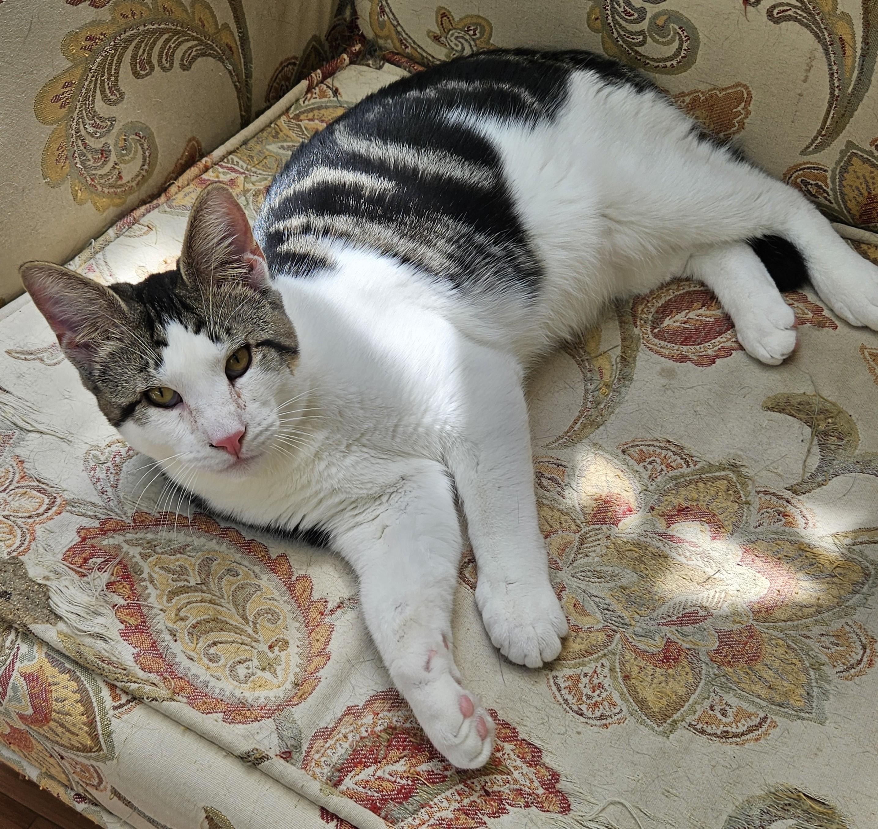 Enlarge Remy, a Adoptable mixed breed in Bow, WA image 3/6