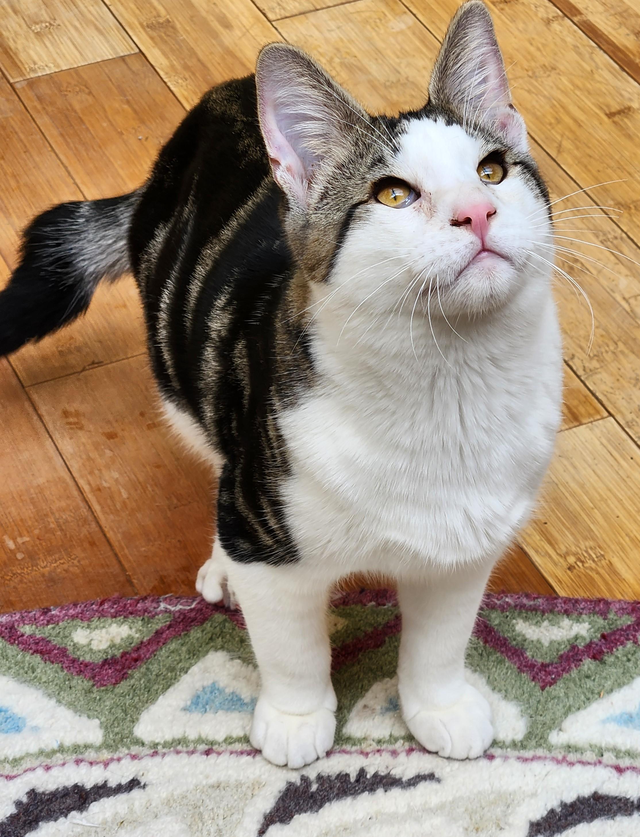 Enlarge Remy, a Adoptable mixed breed in Bow, WA image 5/6