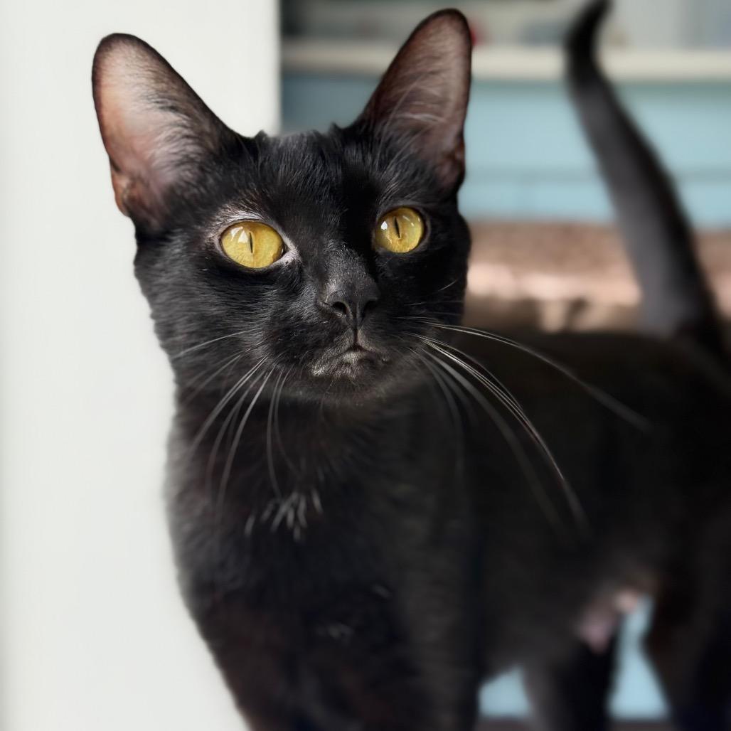 Mama Mia, Adoptable, Adult Female Domestic Short Hair.