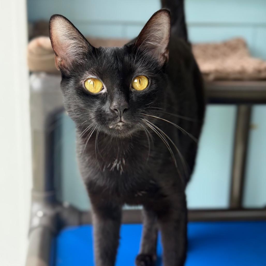 Enlarge Mama Mia, a Adoptable Domestic Short Hair in New Fairfield, CT image 2/6