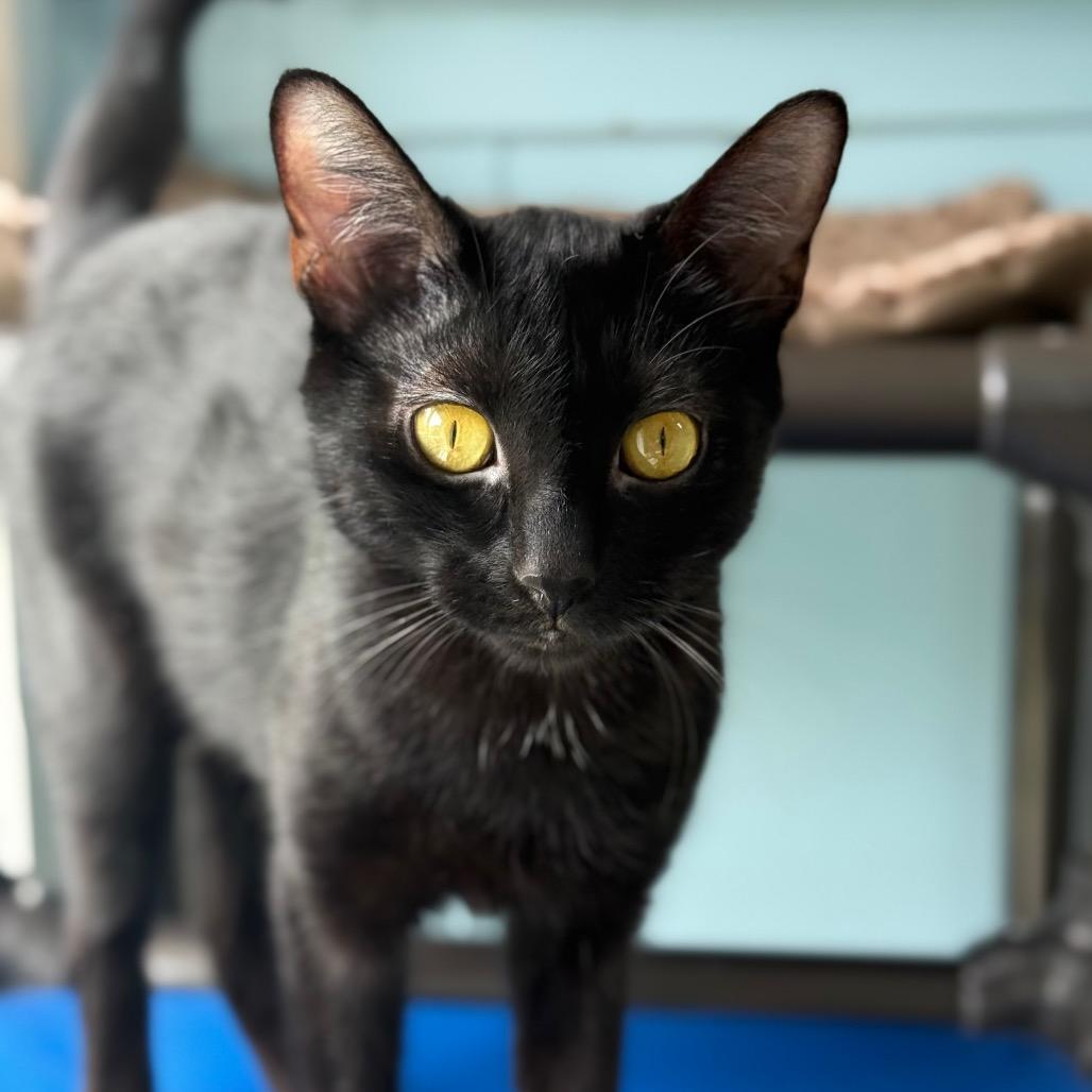 Enlarge Mama Mia, a Adoptable Domestic Short Hair in New Fairfield, CT image 3/6