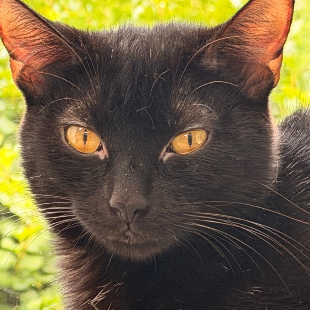 Enlarge Mama Mia, a Adoptable Domestic Short Hair in New Fairfield, CT image 4/6