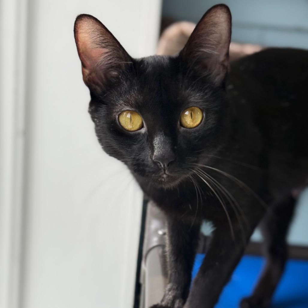 Enlarge Mama Mia, a Adoptable Domestic Short Hair in New Fairfield, CT image 5/6