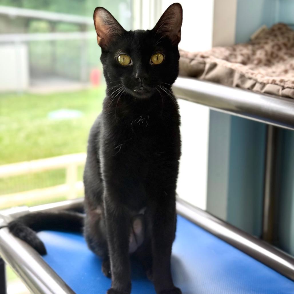 Enlarge Mama Mia, a Adoptable Domestic Short Hair in New Fairfield, CT image 6/6