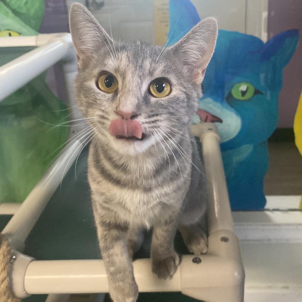 Enlarge Gumdrop, a Adoptable Domestic Short Hair in Fletcher, NC image 1/5