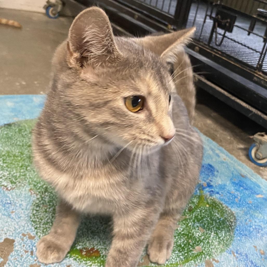 Enlarge Gumdrop, a Adoptable Domestic Short Hair in Fletcher, NC image 2/5