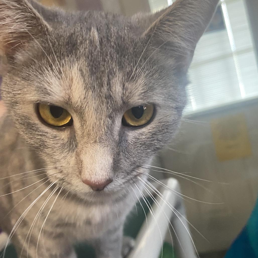 Enlarge Gumdrop, a Adoptable Domestic Short Hair in Fletcher, NC image 3/5