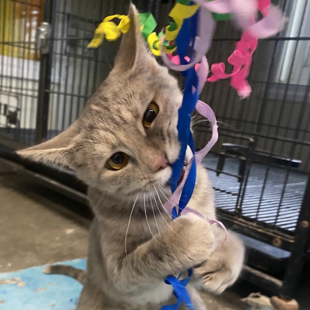 Enlarge Gumdrop, a Adoptable Domestic Short Hair in Fletcher, NC image 4/5