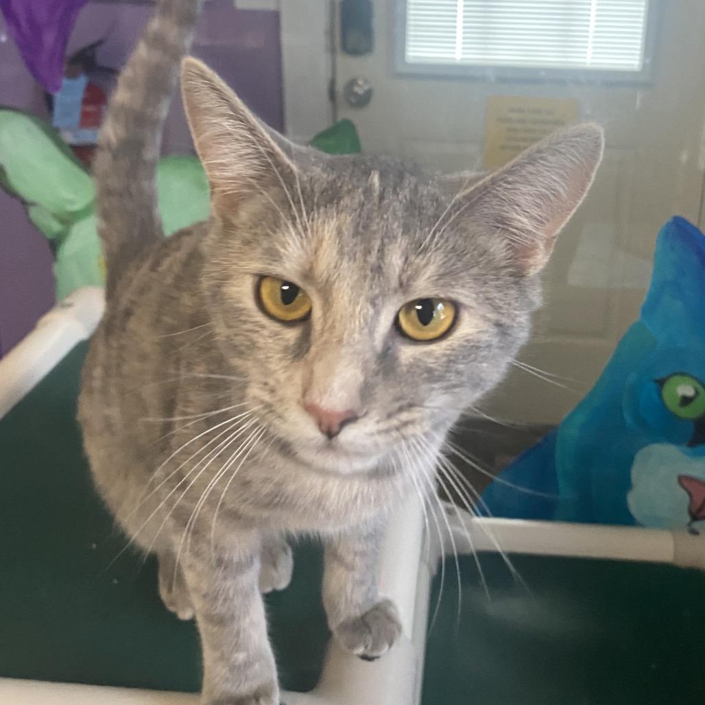 Enlarge Gumdrop, a Adoptable Domestic Short Hair in Fletcher, NC image 5/5