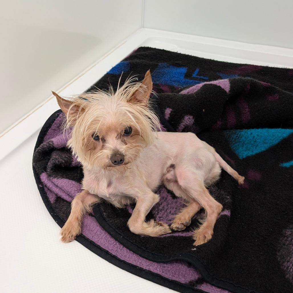 Peanut, Adoptable, Adult Male Yorkshire Terrier.