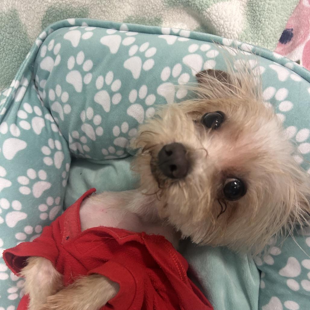 Enlarge Peanut, a Adoptable Yorkshire Terrier in Chico, CA image 2/6