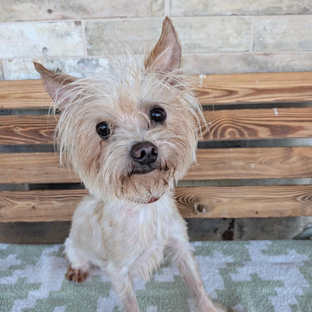 Enlarge Peanut, a Adoptable Yorkshire Terrier in Chico, CA image 3/6