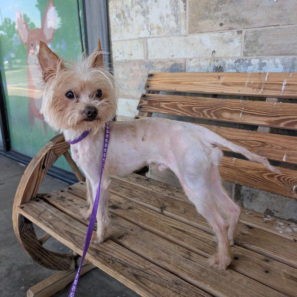 Enlarge Peanut, a Adoptable Yorkshire Terrier in Chico, CA image 4/6