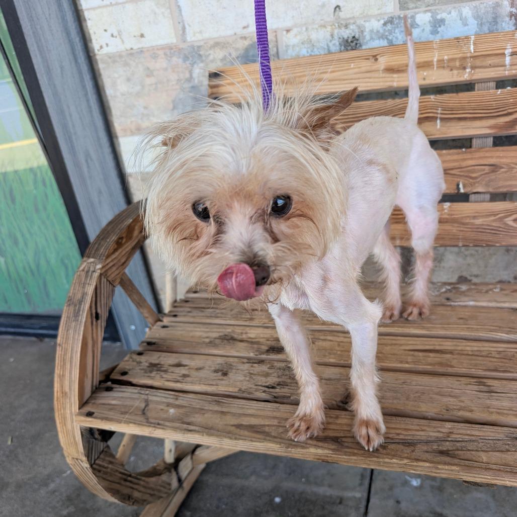 Enlarge Peanut, a Adoptable Yorkshire Terrier in Chico, CA image 5/6